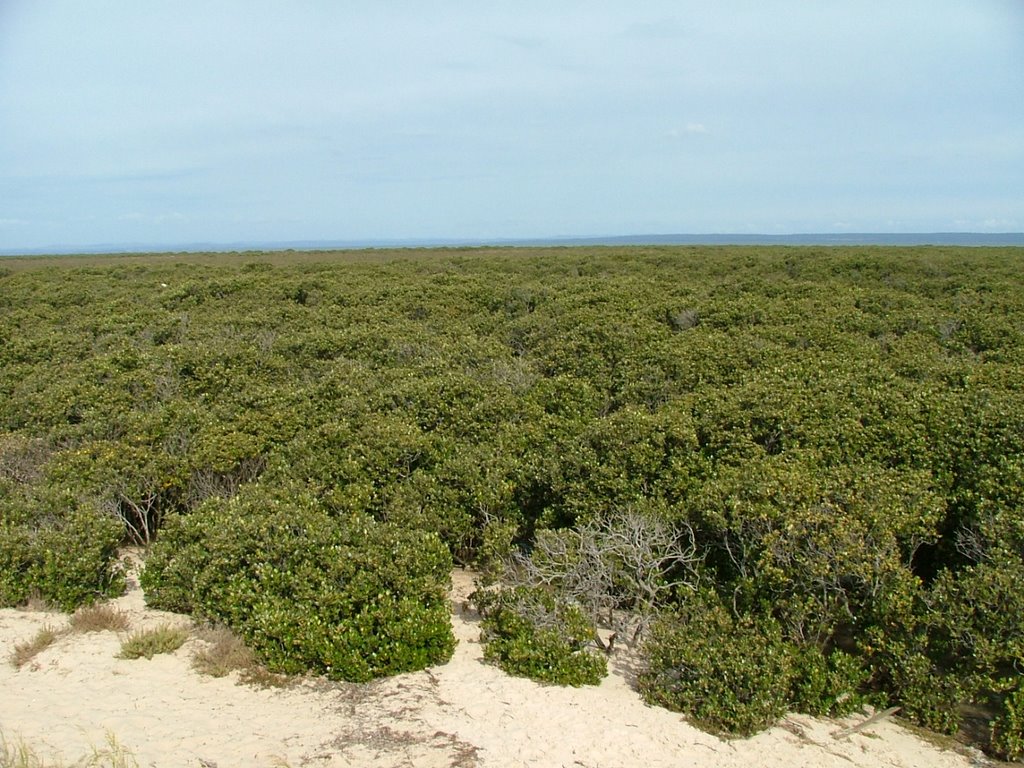 Grey Mangroves, Tooradin by AlanThwaites