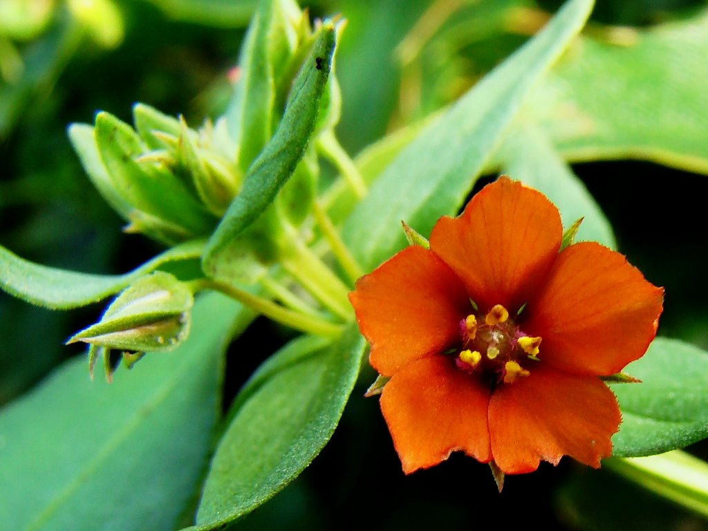 Rood guichelheil (Anagallis arvensis) - Scarlet Pimpernel by uaf