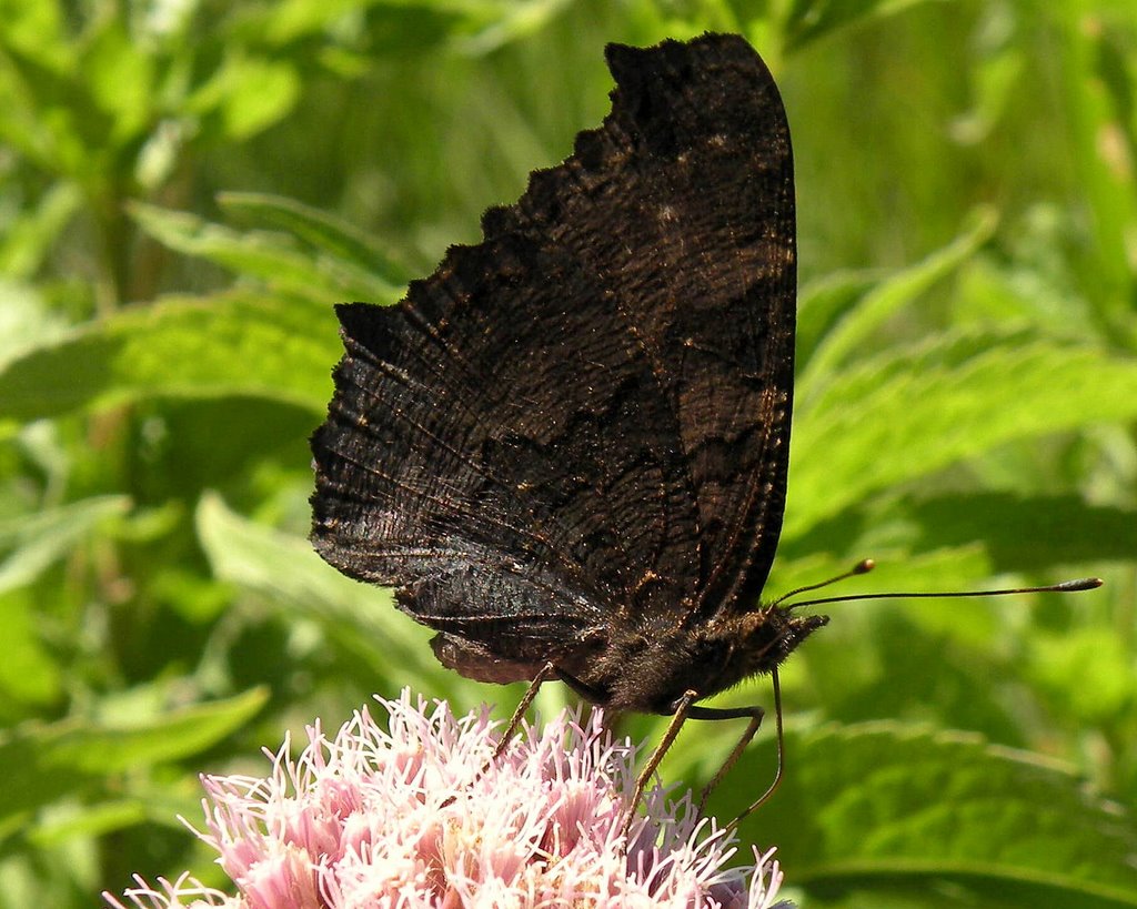 Peacock butterfly (Inachis io) by Spacebug