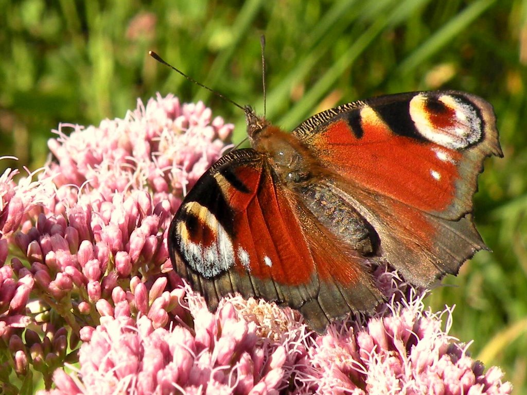 Peacock butterfly (Inachis io) by Spacebug