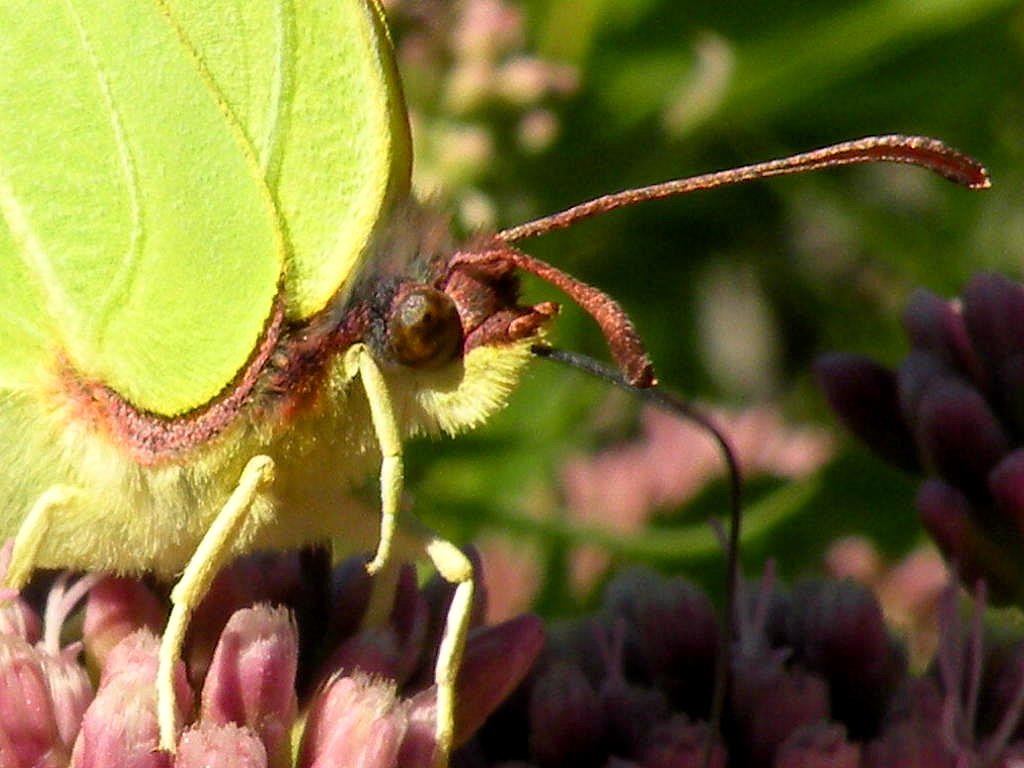 Brimstone (Gonepteryx rhamni) by Spacebug