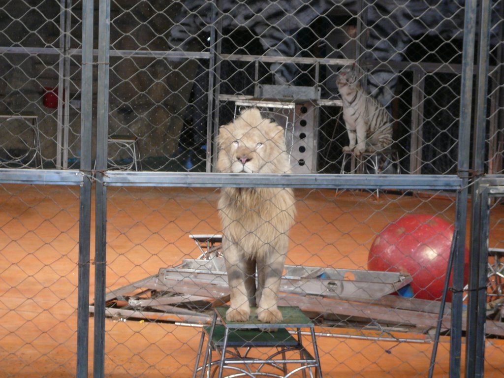 White Lion by Susan-H