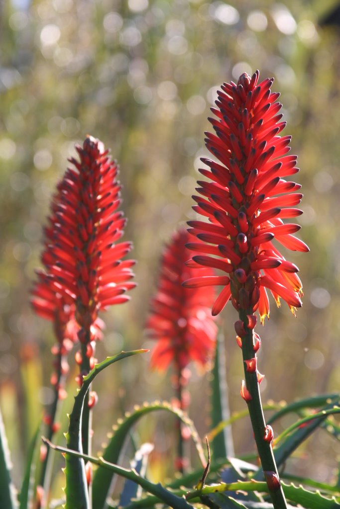 Krantz aloe - Aloe arborescens by Paul Strasser