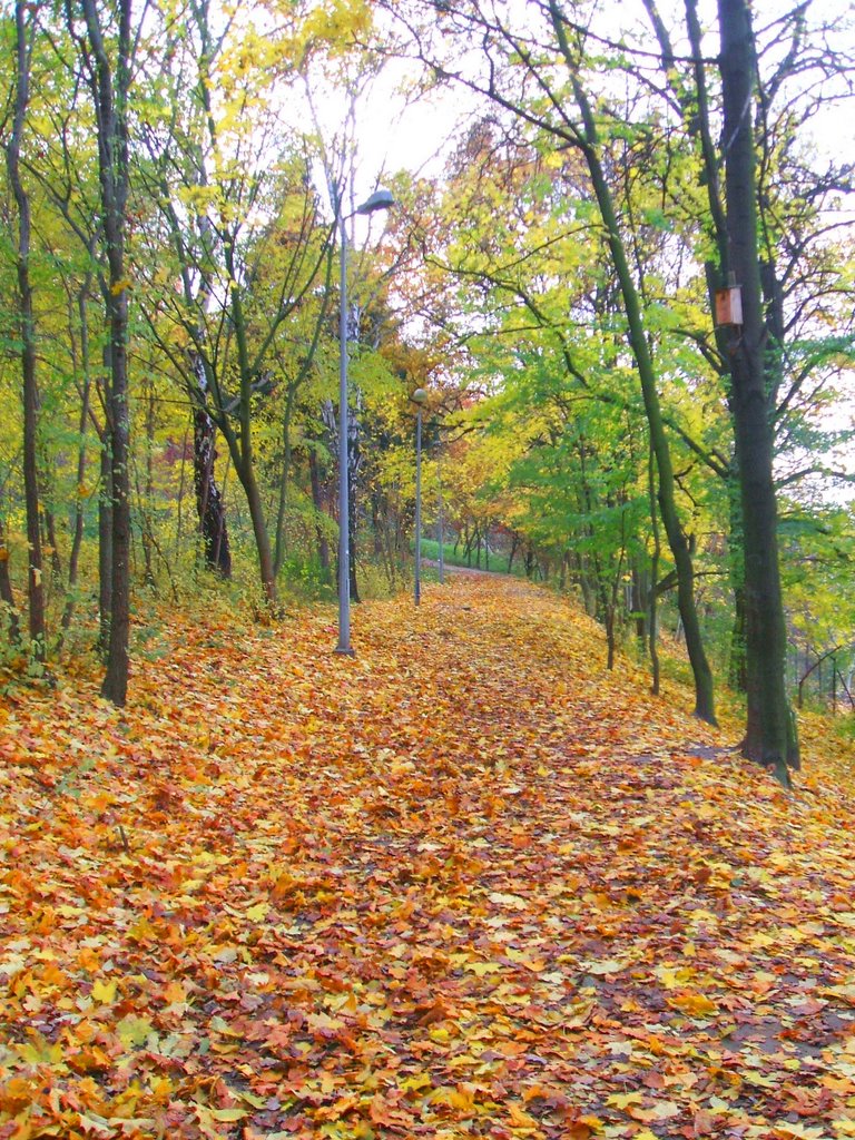 Park, Bydgoszcz by FragLee