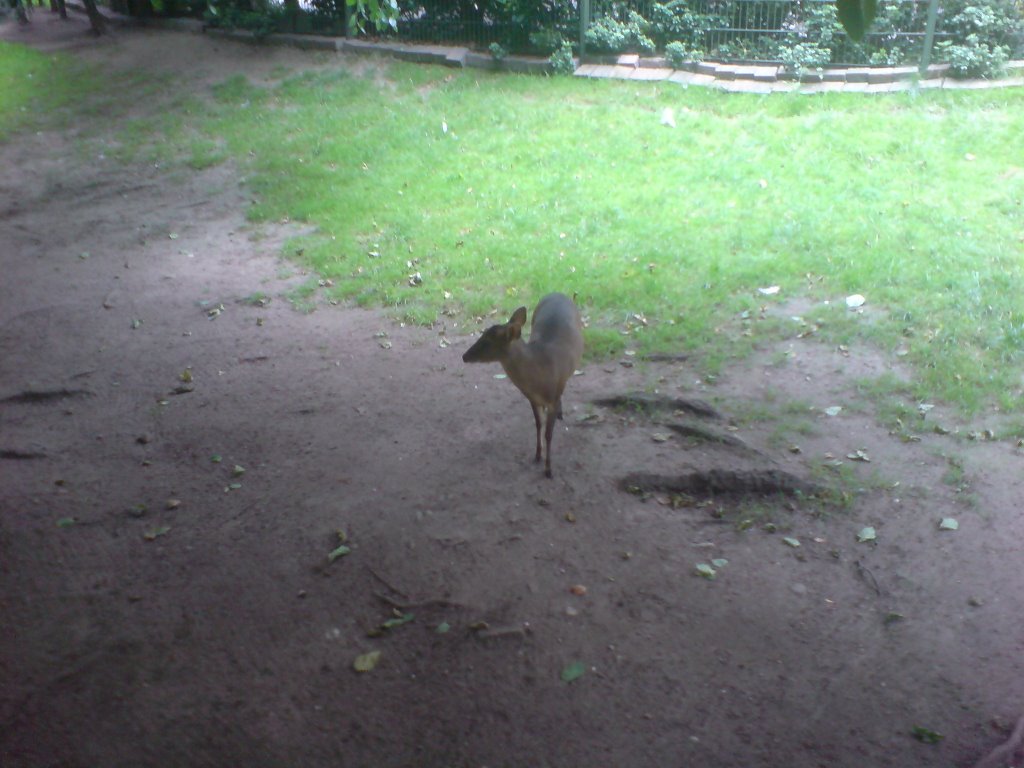 Muntjak im Kölner Zoo by Narik1942