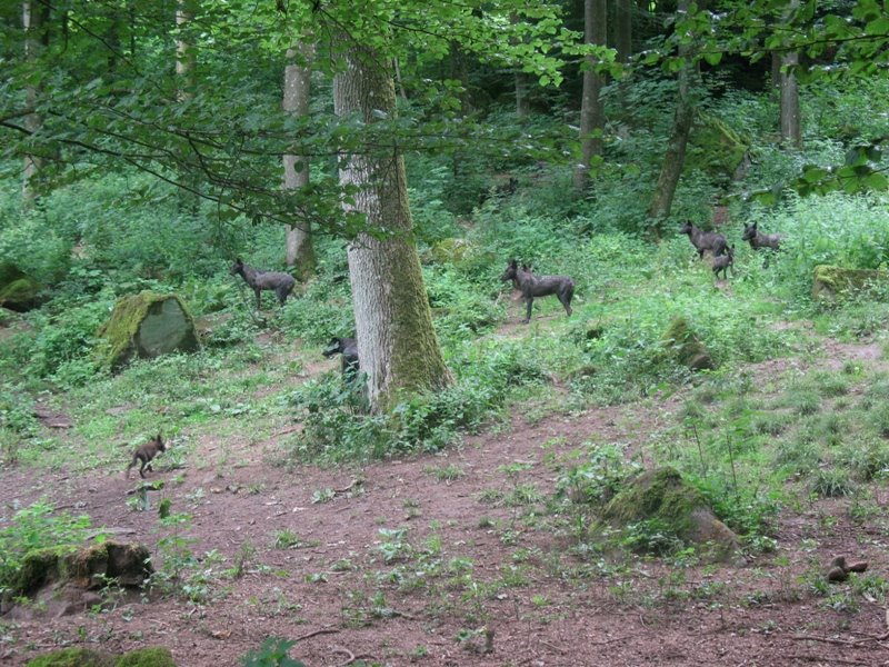 Wölfe unterhalb der Kasselburg by Judge Avalon