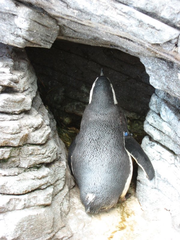 Magellanic penguin (Oceanário de Lisboa) by arek_b