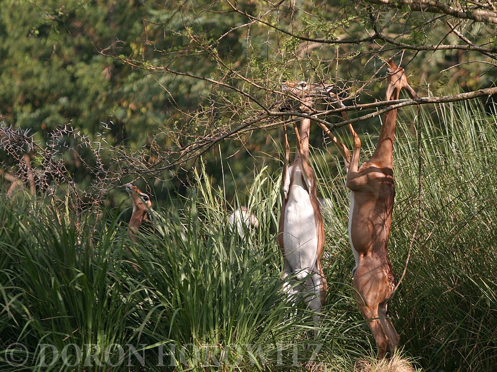 Gazelles in the Animal Kingdom by Carmel Horowitz