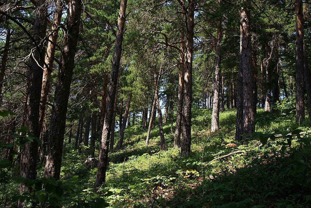 Pines on slopes by Dmitry Kogan