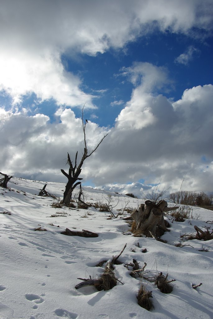 Snowy Mountains, NSW by Joan Kleynhans