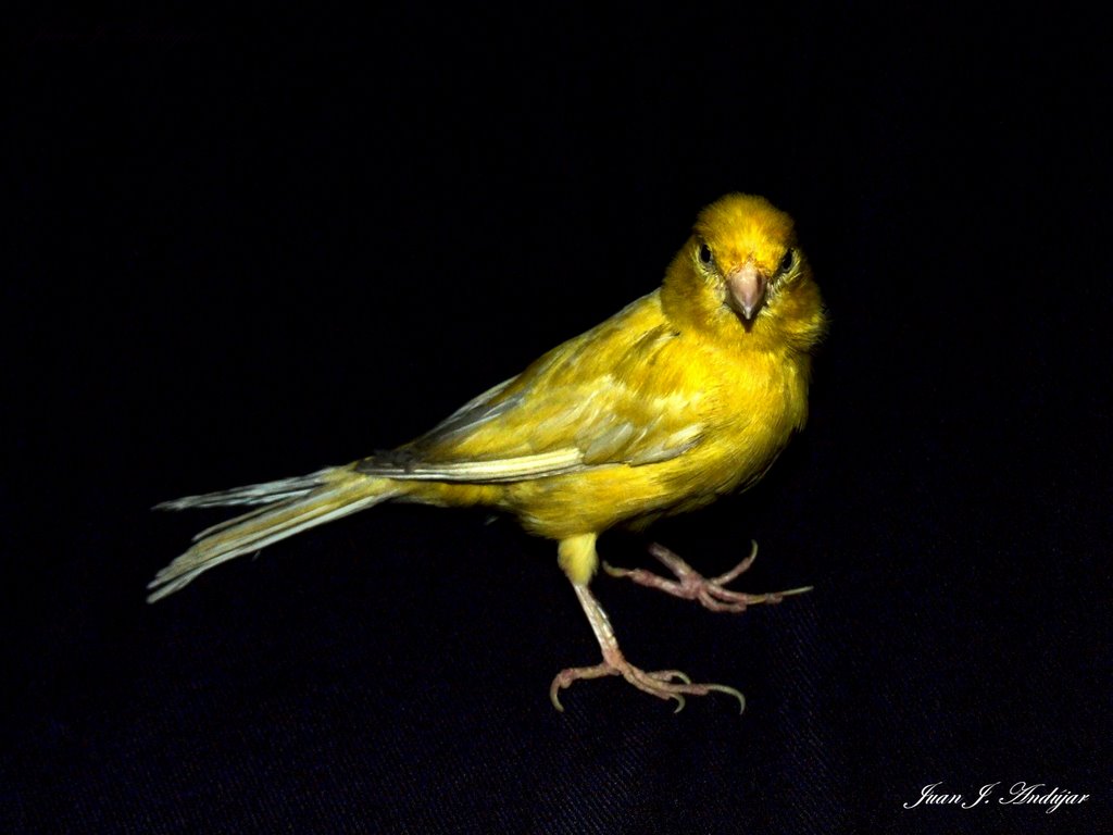 Canario - Canary by Juan Jo. Andújar