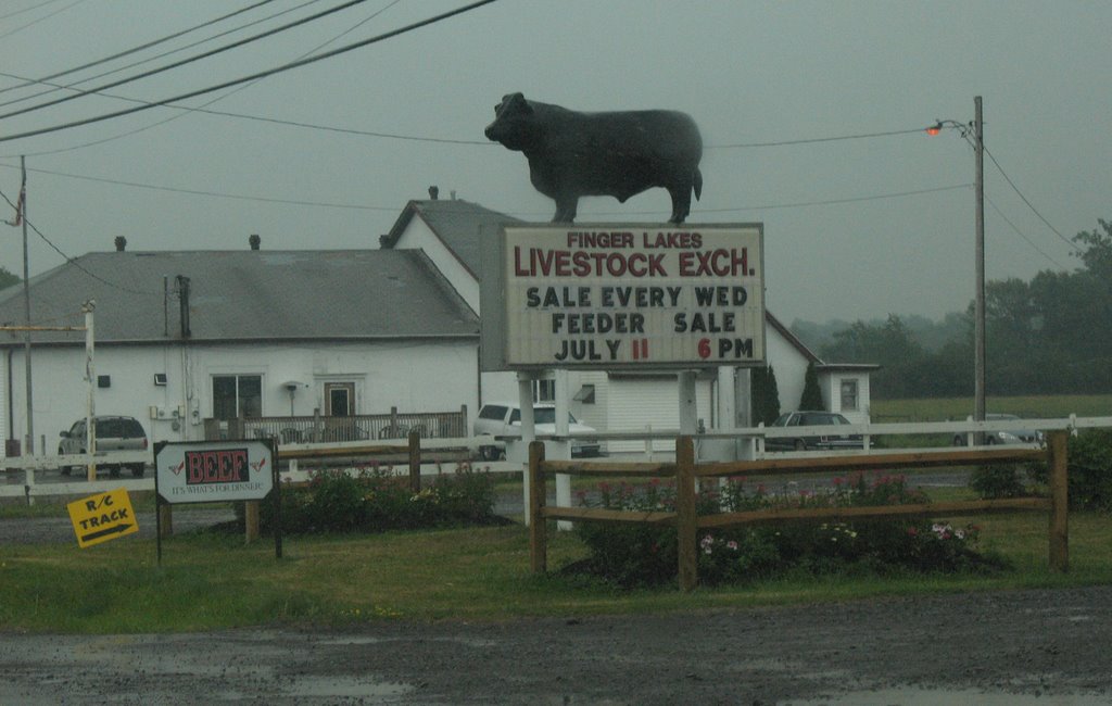 Finger Lakes Livestock Exch. by sacoo