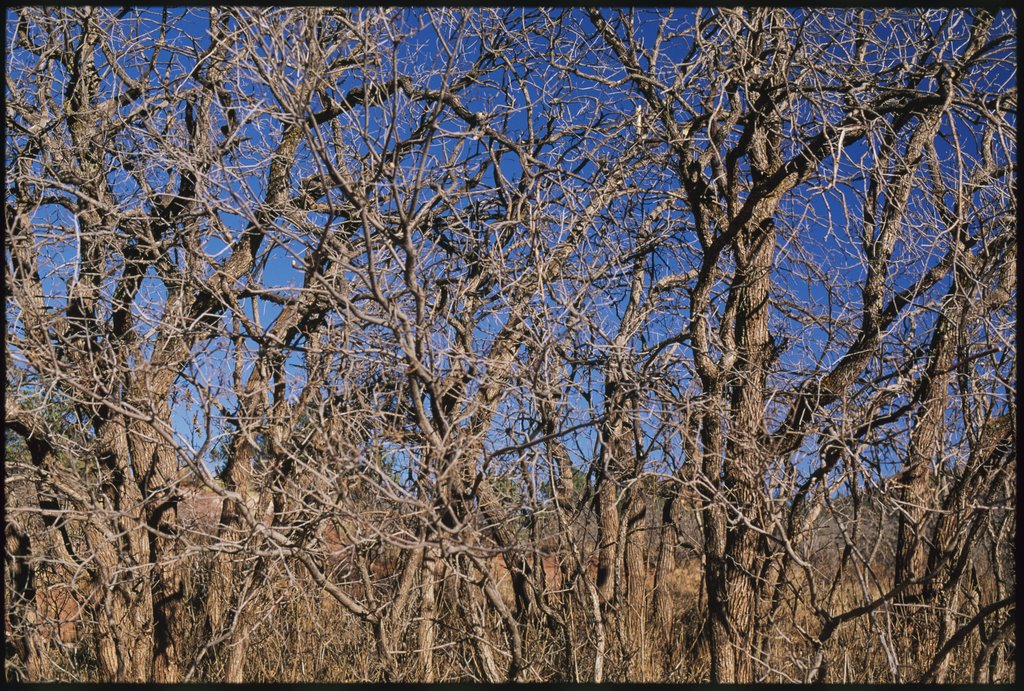 Trees and Sky, 2005 by Todd Friedlander