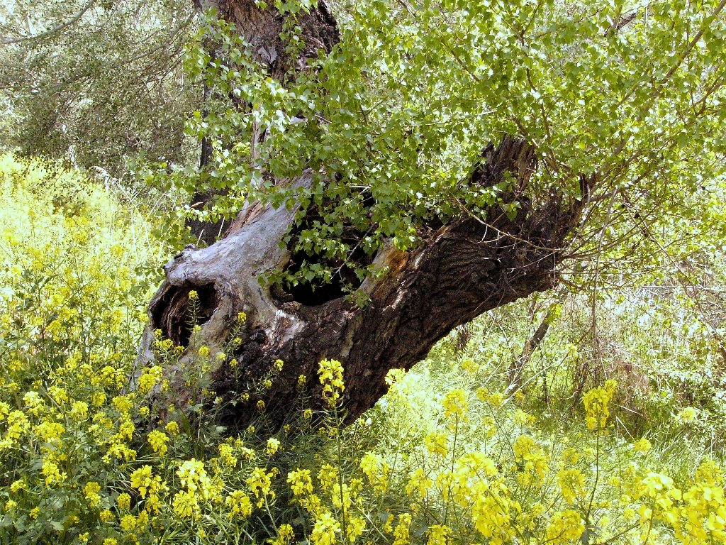 Mejorada del Campo by Jose Luis hernandez …