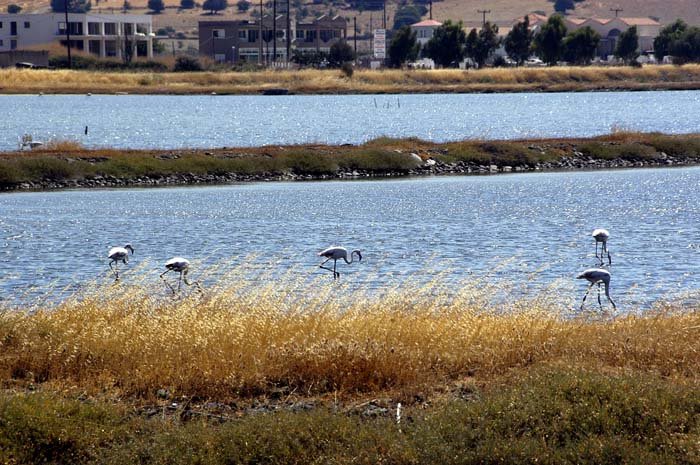 Flamingos in Lesbos by alfidiver