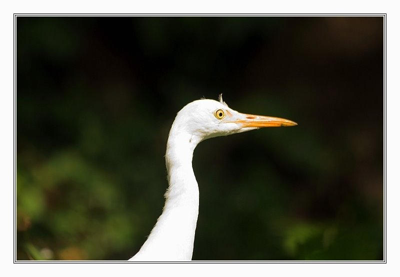 Cattle Egret (© Loïc DOUILLET) by presquile.crozon.fre…