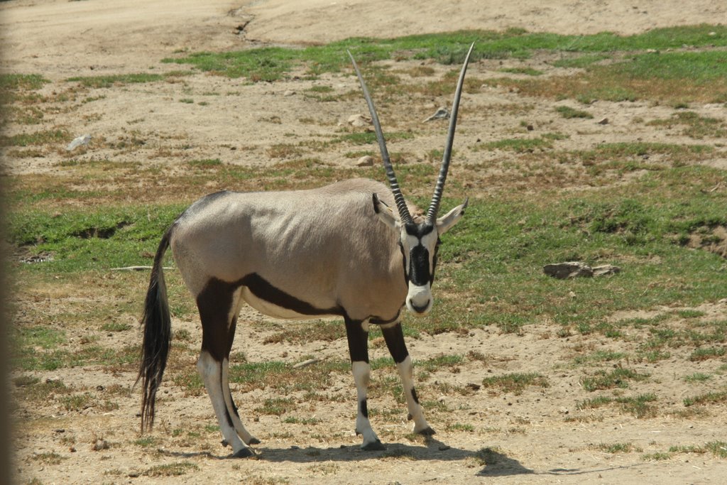 Gemsbok by Scott Hanko