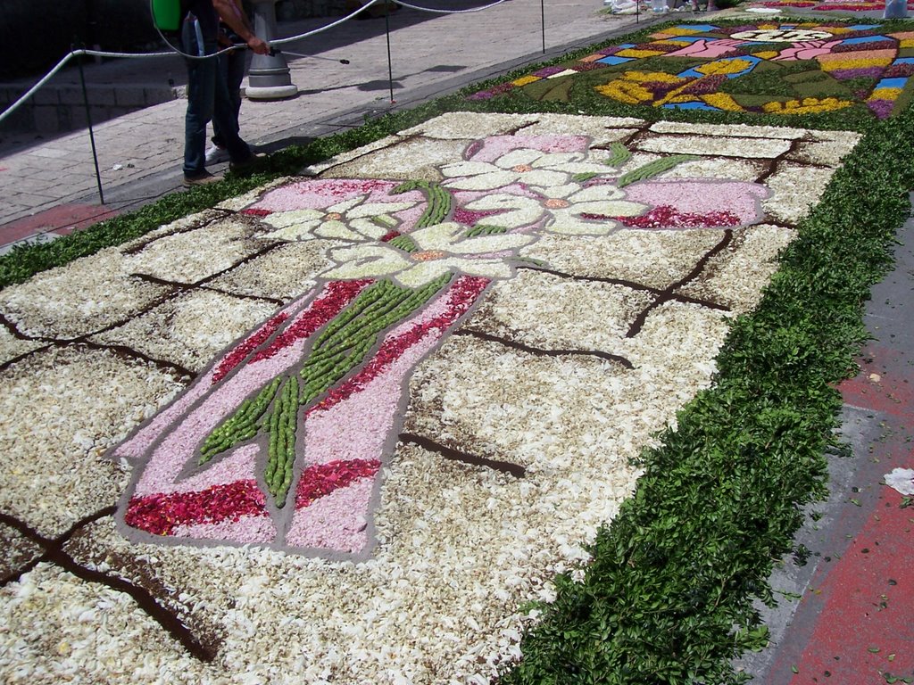 Cusano Mutri: Infiorata 2008 by Elio Volpe