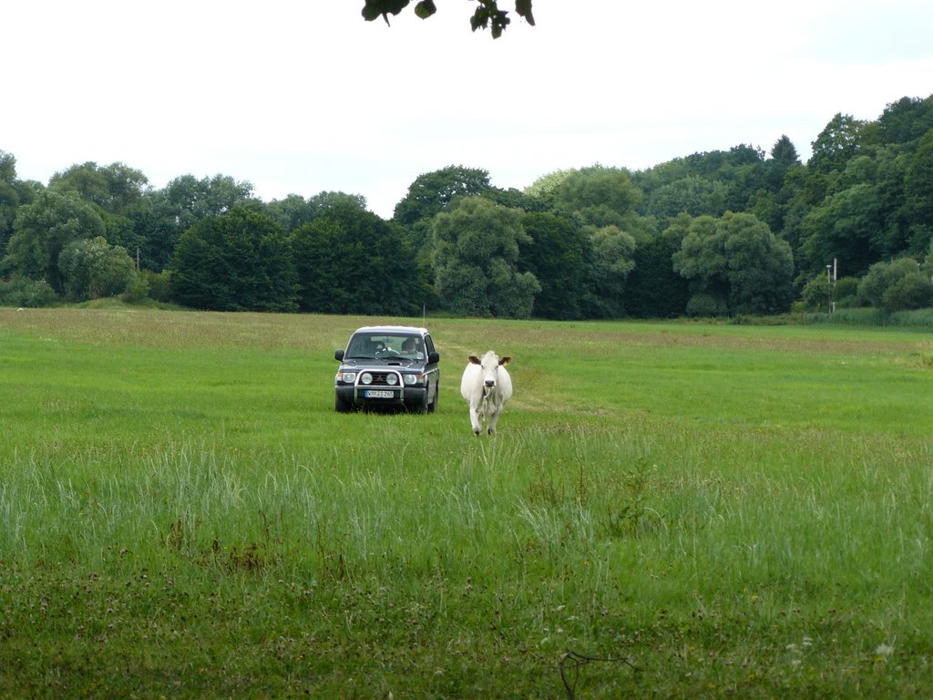 Cow coming back by joachim3050