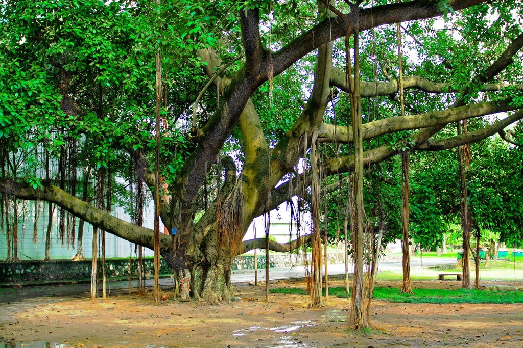 华南农业大学，水利与土木工程学院〔原第二教学楼〕西侧的高山榕 by zengsx