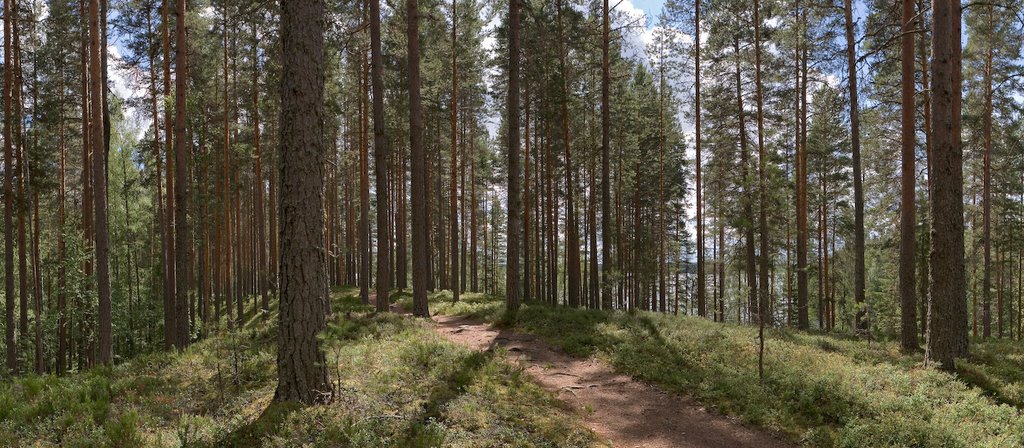 Leivonmäki National Park by Miika S