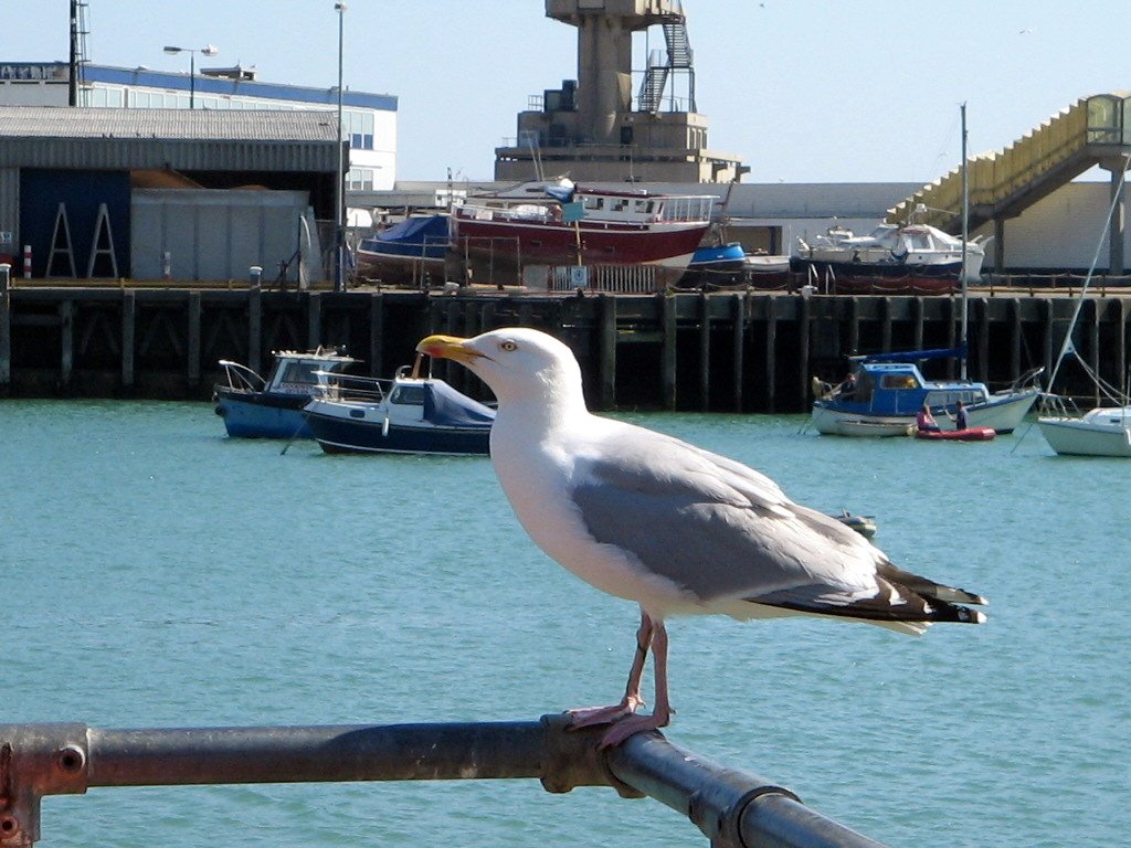 Seagull at Folkestone Harbour by Pedro Montiel