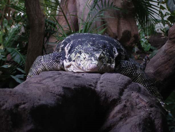 Emmen Zoo by Annemaart