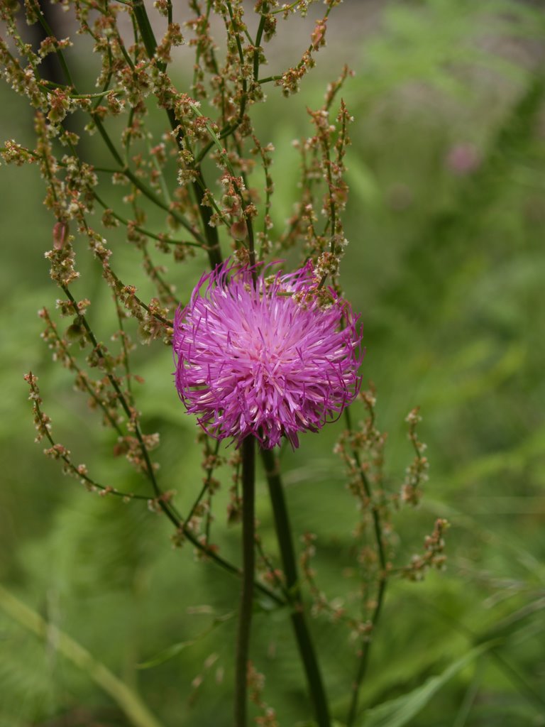 Macro val di Rabbi by Stefano Papi