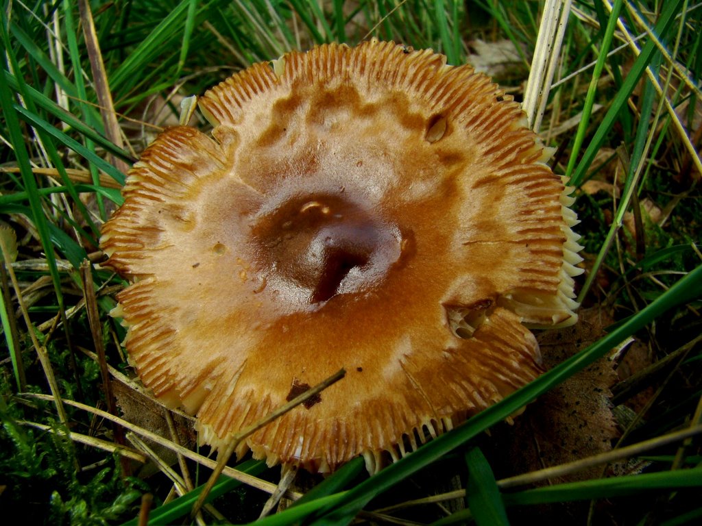 Scherpe kamrussula (Russula amoenolens) by uaf