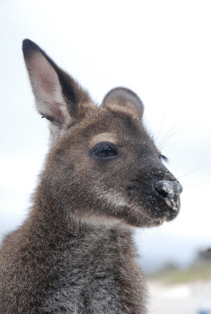 Wallaby, Wineglass Bay, Tasmania by mxcarron