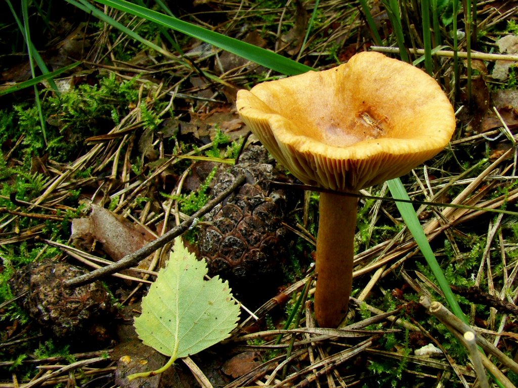 Rimpelende melkzwam (Lactarius tabidus) by uaf