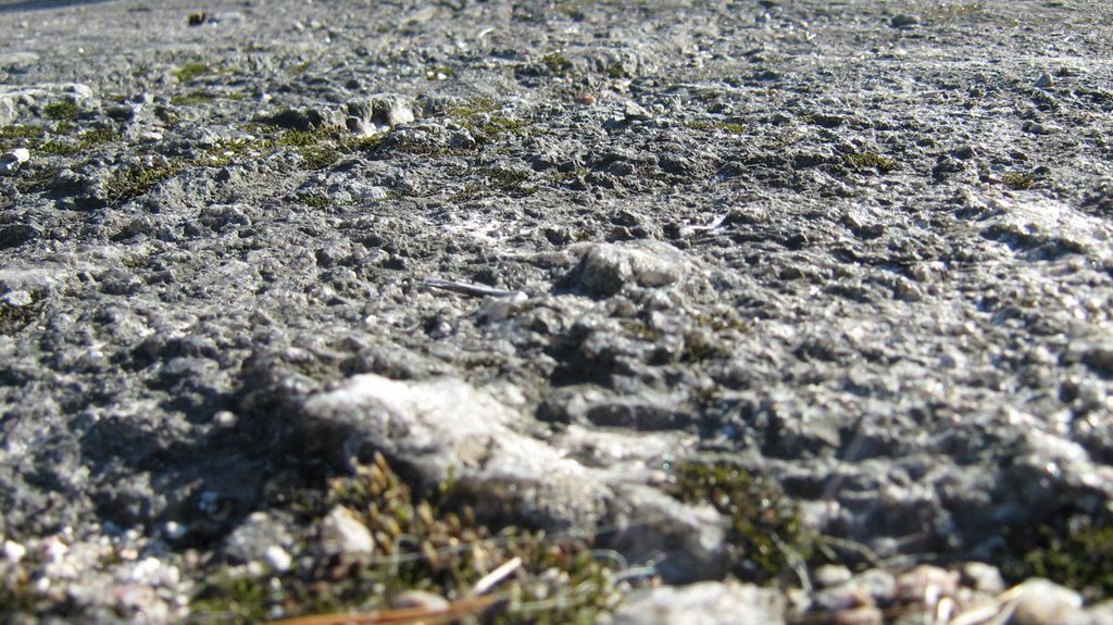 Yoldia Sea Raised Beach Rock, Jakomäki (Helsinki), 1302 by Joachim Lent