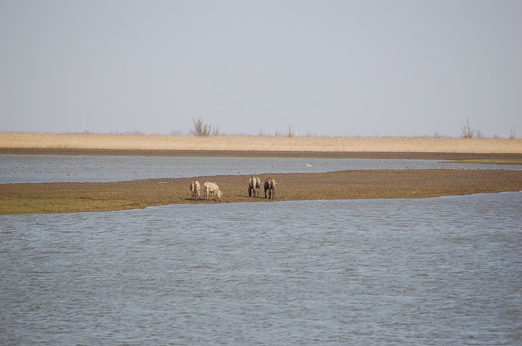 Almere/Kotterweg/Oostvaardersplassen/Paarden by Cola en Pia