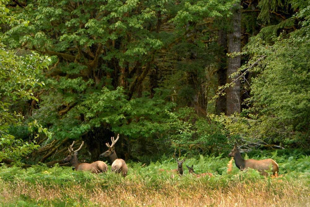 Roosevelt Elk - 200807LJW by Larry Workman