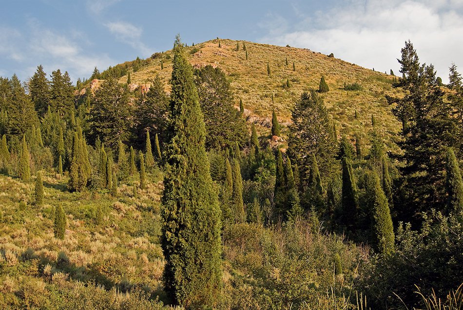 Junipers and fir in Trail Creek Canyon by Ralph Maughan