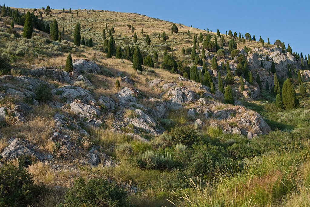 Junipers and cliffs. Trail Creek Canyon by Ralph Maughan