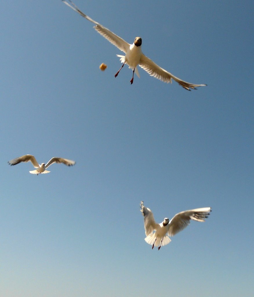 Feeding the gulls by egypssi