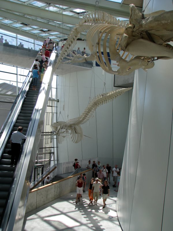 Ozeaneum - Rolltreppe by Patrick Berthold