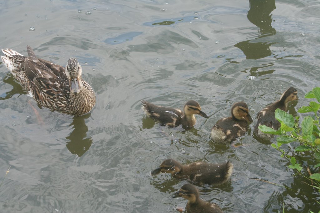 Canards à Senonches by Parisot Martine