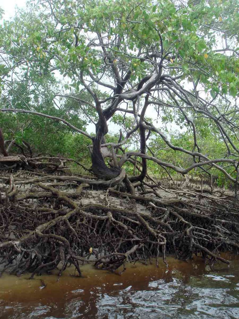 Árvore no mangue de Maracaípe by Guilherme Coelho