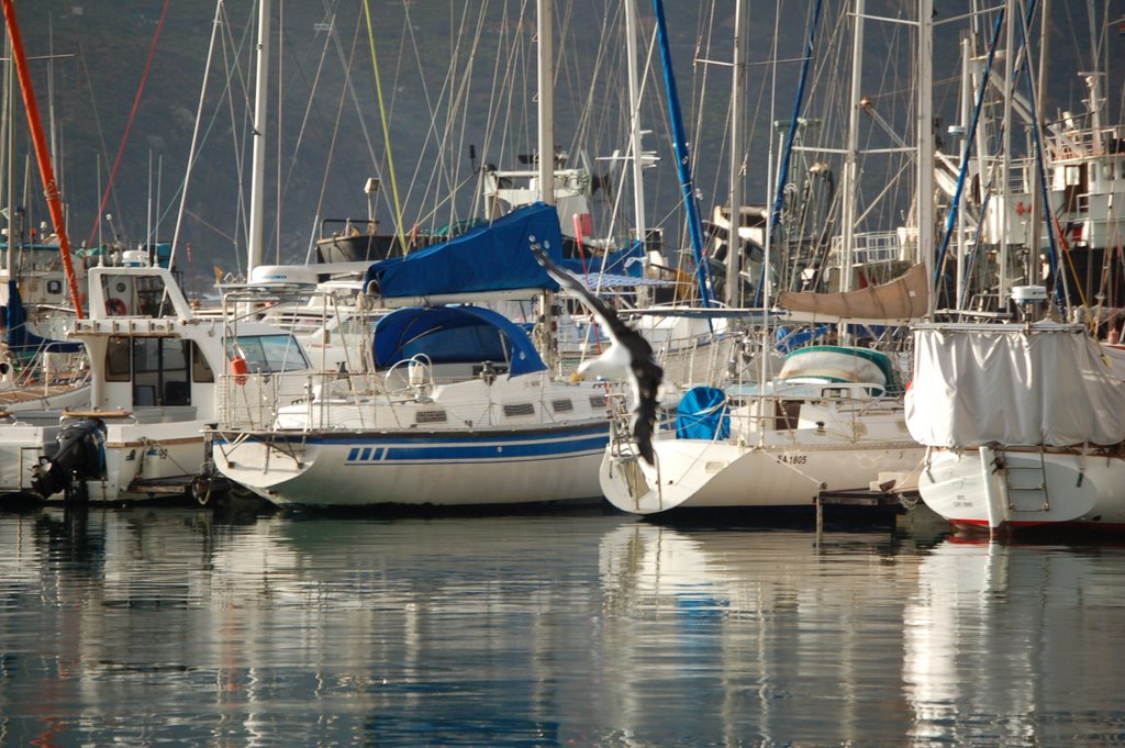 Sailboats and seagul by Uki Deane