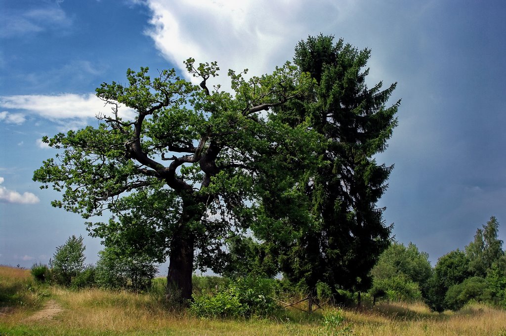 Trupbacher Heide by Falk Heide