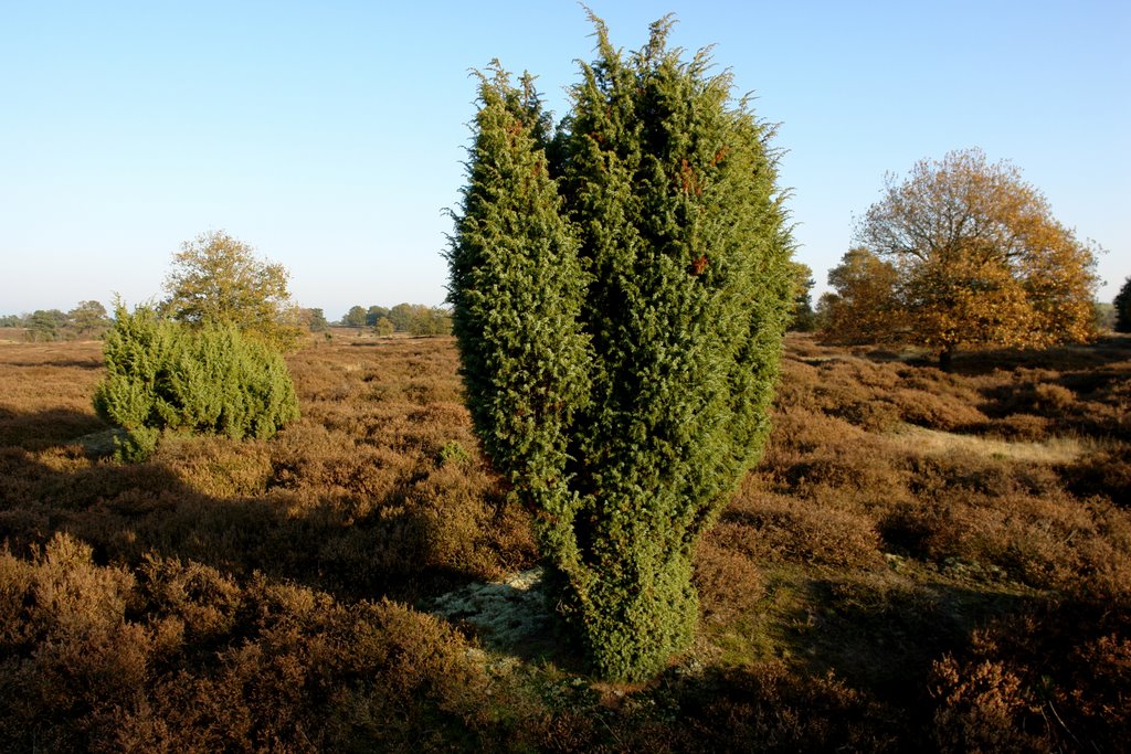 Drouwenerzand (Borger, The Netherlands) by Tom van der Mast