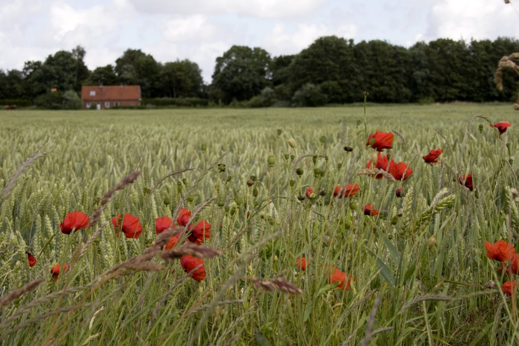 Mohn im Getreide by Kälbchen