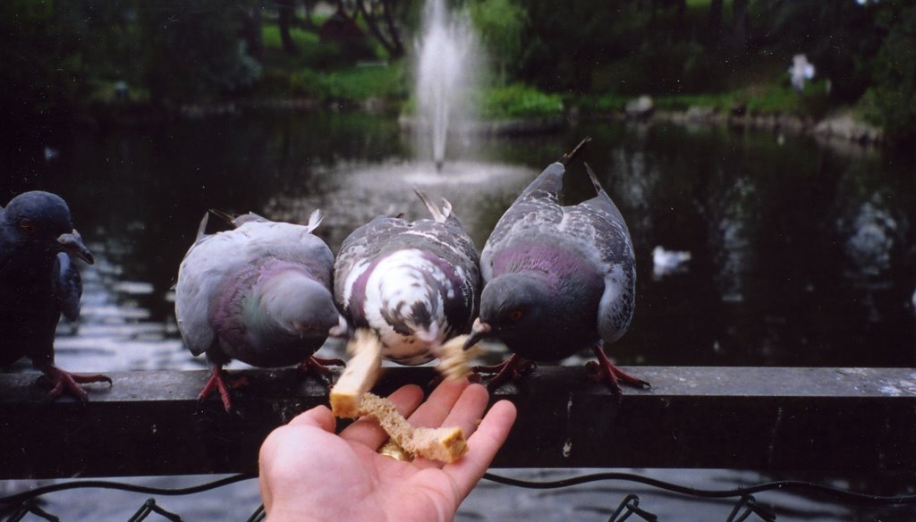 Pigeons in "Vanndamman", Kristiansund by Stalei