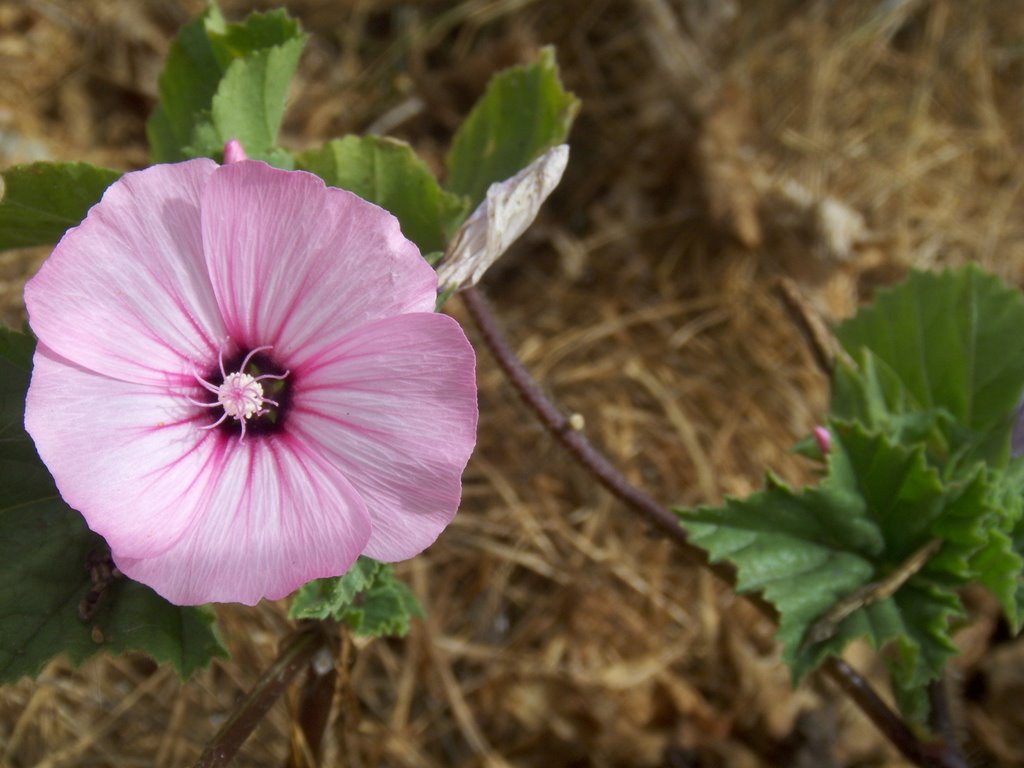 Flores do campo by Ze Dionisio