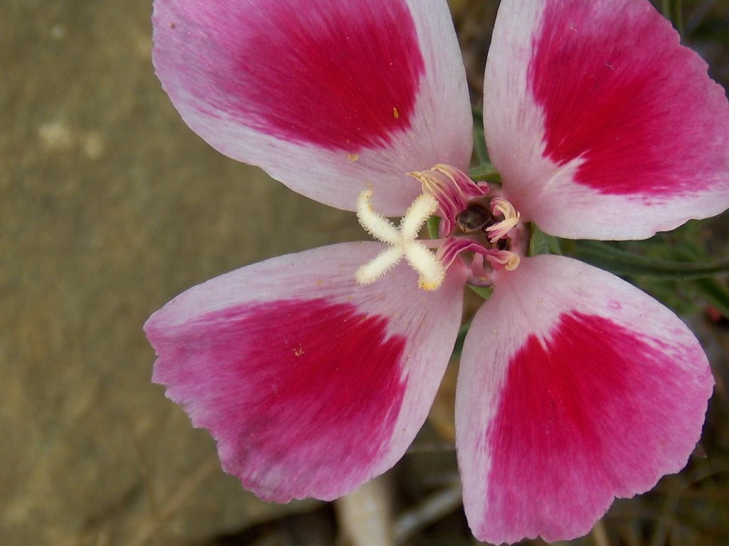 Flores do campo by Ze Dionisio