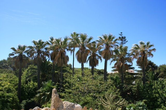 Cadiz - Botanischer Garten 2008 by piesepank