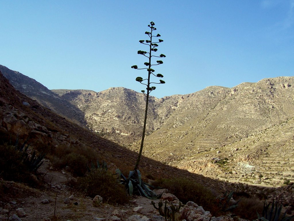 Pita en San Pedro, Cabo de Gata-Nijar, Almeria by vargashov