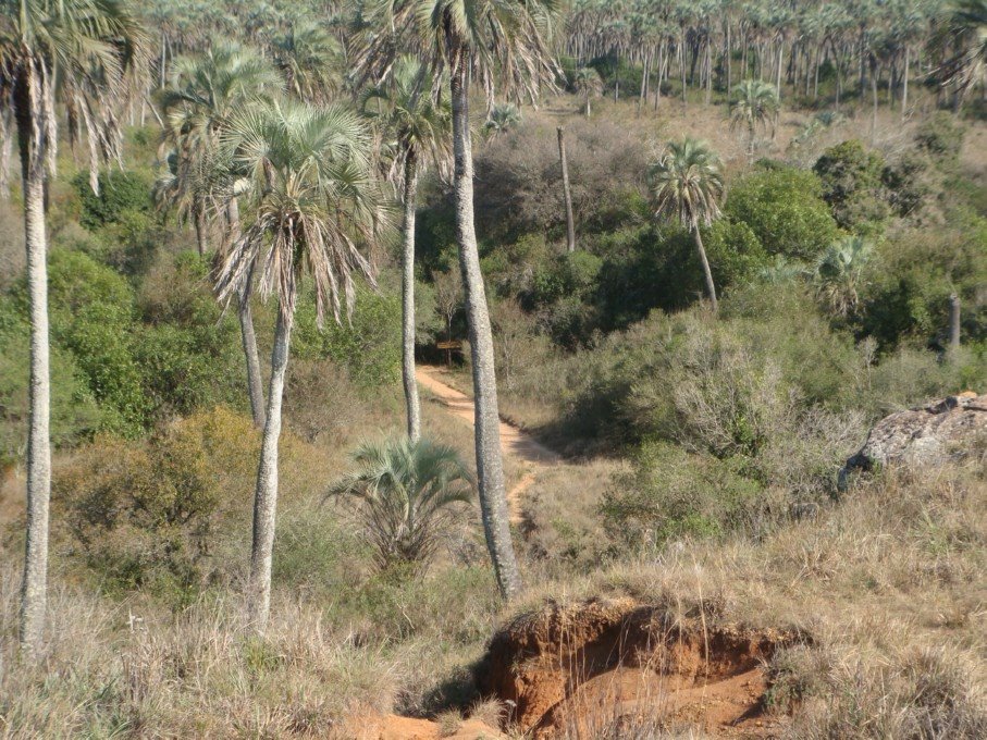 Palmeras y selva en el parque / Lautaro by Lautaro Tessi